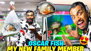 My New Dengerous Biggest Fish family member 😱 Most Dengerous Oscar Fish