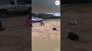 Dogs lead ducks through tricky obstacle course 😲🤗Credit: Viralhog