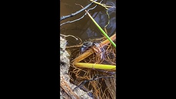 BIO 331 Behavior Observation Module Summer B 2020