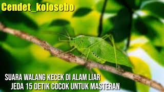 Suara Walang Kecek Jeda 15 Detik Cocok Untuk Mastering