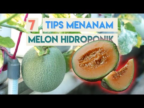 TUTORIAL LENGKAP Cara Menanam Melon Hidroponik