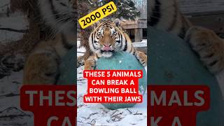 5 Animals Powerful Enough to BREAK a BOWLING BALL