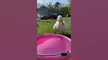 Sippy Sippy Duck Asmr 