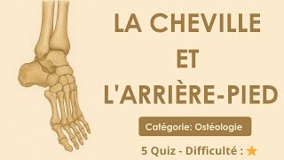 Ostéologie: La cheville et l'arrière-pied - Catégorie: Ostéologie - 5 Quiz - Difficulté : ⭐