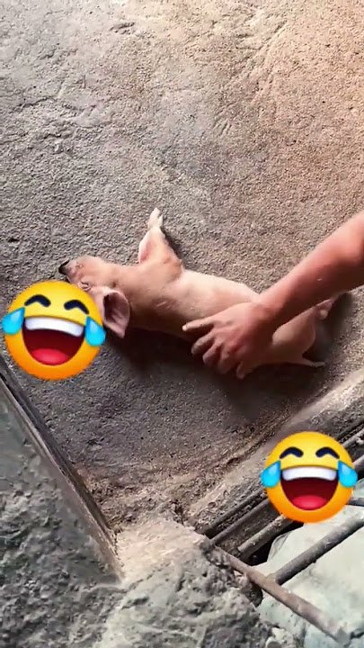 bangun kau babi😆 #shortvideo #shorts #babi