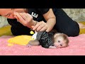 Baby monkey tina poops and wakes her mother up to change her diaper