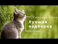 Лучшая подборка котиков за январь 2022