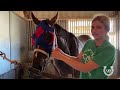 A Day in the Life of a Racehorse