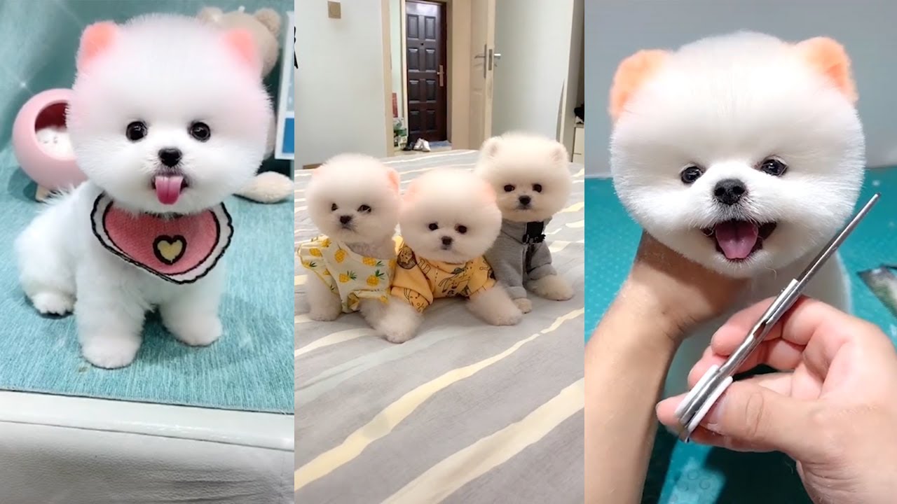 น้อง หมา พันธุ์ เล็ก  2022 New  Dog Pomeranian Cute😹น้องหมาปอมตลกและน่ารัก Tik Tok จีน😻P2