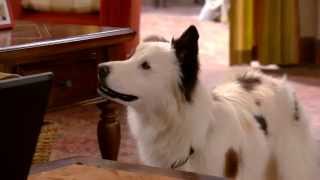Dog With A Blog - Stan The Agent Dog With A Blog - Stan The Agent