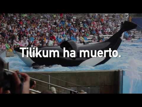 Video: ¿Fue tilikum en free willy?