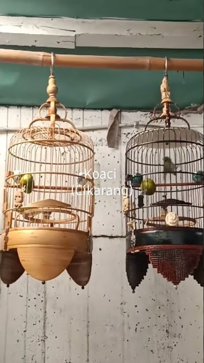 terapi auri koloni biar cepat ngalas