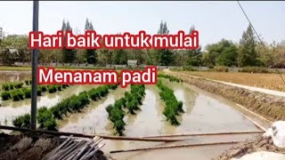 Hari baik untuk mulai menanam padi#padi #petani #sawah 