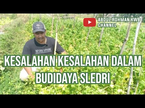 Video: Info Tanaman Kecil – Tips Menanam Tanaman Seledri Liar