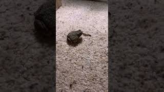 Fat toad eating a superworm on the floor.