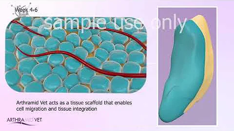 knee cartilage damage treatment in Horses