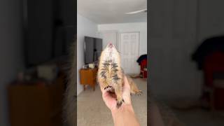 One big WAHOO!!! Legs fully deployed, a brief belly rub \u0026 Poppy is emotionally prepared for the week