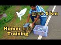 Homer Pigeon Training