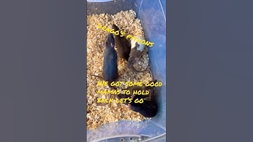 When you make the cut #livefeeding #subscribe #python #ballpython #breeding #snake #rat #reptile