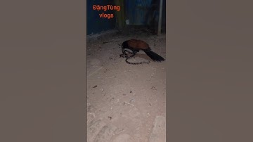 Chim săn mồi tấn công rắn cạp nia cực độc #music #snake #animals