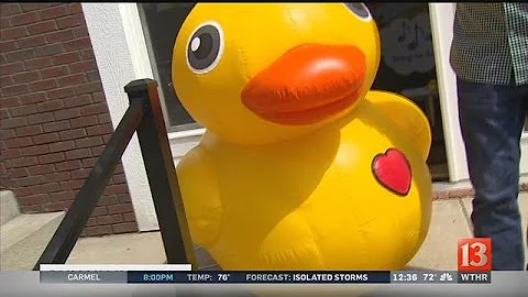 Only in Indiana: Edwin the duck