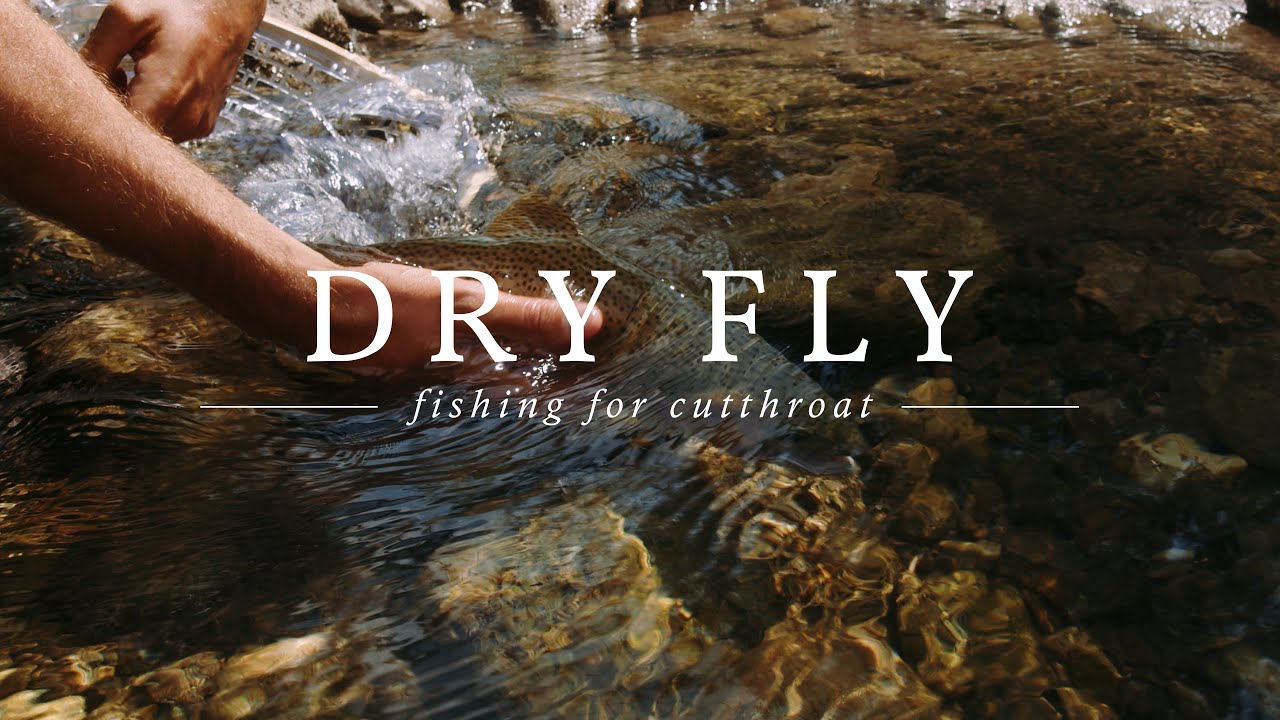 DRY FLY TAKES with hungry Cutthroat Trout Short 4K YouTube