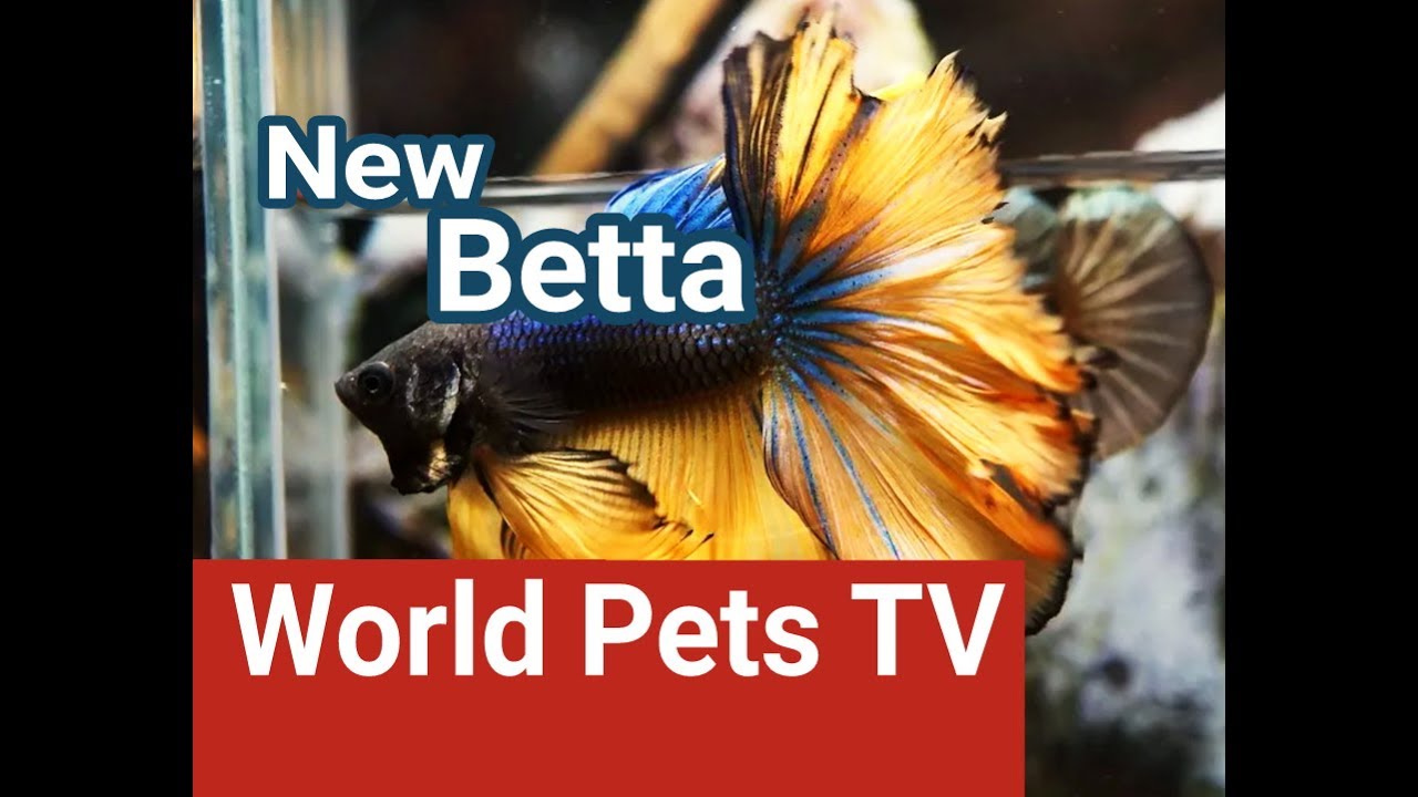 My New Betta Fish 