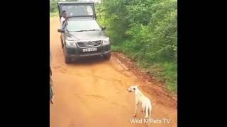 Леопард против собаки