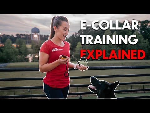 Video: Collar Training