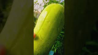 How to cut a Ash Gourd//Enjoy beautiful nature life????????shortstrendingvirel