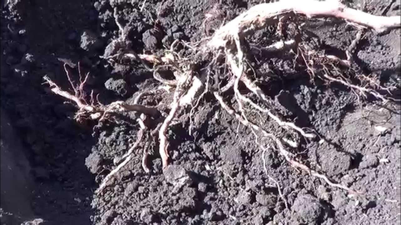 Корни винограда фото