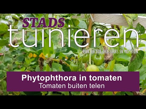 Video: Hoe om te gaan met Phytophthora op tomaten met folkremedies