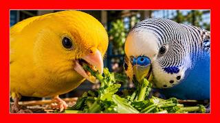 Purslane for canaries and birds 🐤 Wild plants for birds screenshot 5