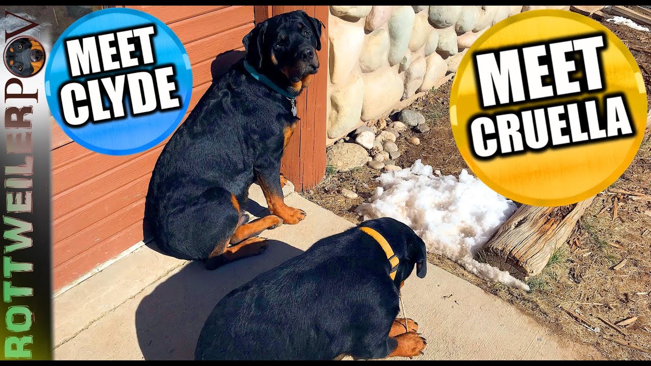 Two Rottweilers Barking Dogs Barking - Rottweilers bark, growl, and teeth are scary right ...