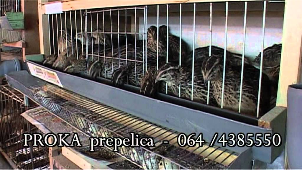 PROKA prepelica mpg YouTube