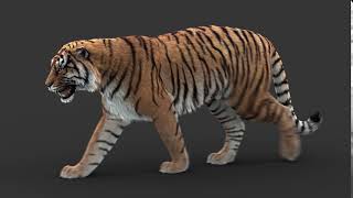 Tiger Rigging Animation Test.