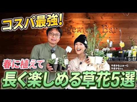 Best value for money! 5 recommended flowers and plants from