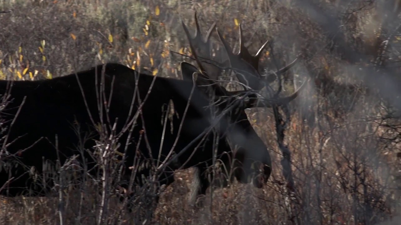 Becoming Animal - EIFF Trailer