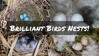 Chiffchaffs | Dunnocks | Blue Tits | Wrens - New Bird Nest Finds!