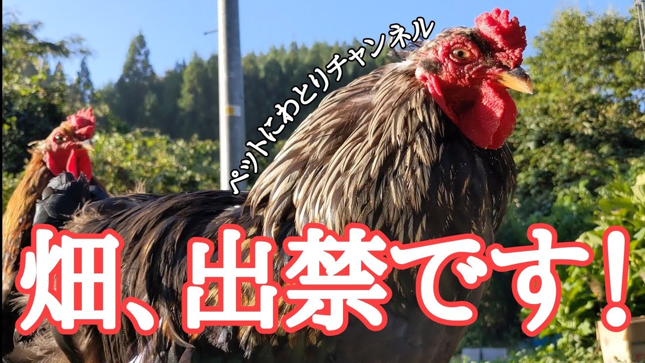 【ブラマ】世界最大級の鶏はオタマトーンがキライ!でも賢いし可愛い。 - YouTube