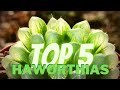 Haworthias #Top5Genero