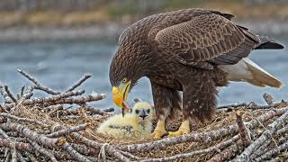 Steller’s Sea Eagle: The World’s Heaviest Eagle | 10 Minutes of Survival