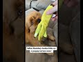 My Little Ham Dogfluencer Doginfluencer Dogs Puppy Peekapoo Pekingnese Peekapoopuppy My Little Ham Dogfluencer Doginfluencer Dogs Puppy Peekapoo Pekingnese Peekapoopuppy