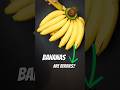 Are ananas actually berries? #facts #mindblowingfacts #didyouknow #science #usa #shorts #learning