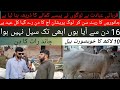 Shahpur Kanjra Mandi Lahore | Chand Raat | Cattle Market Lahore | @LahoreRangOfficial