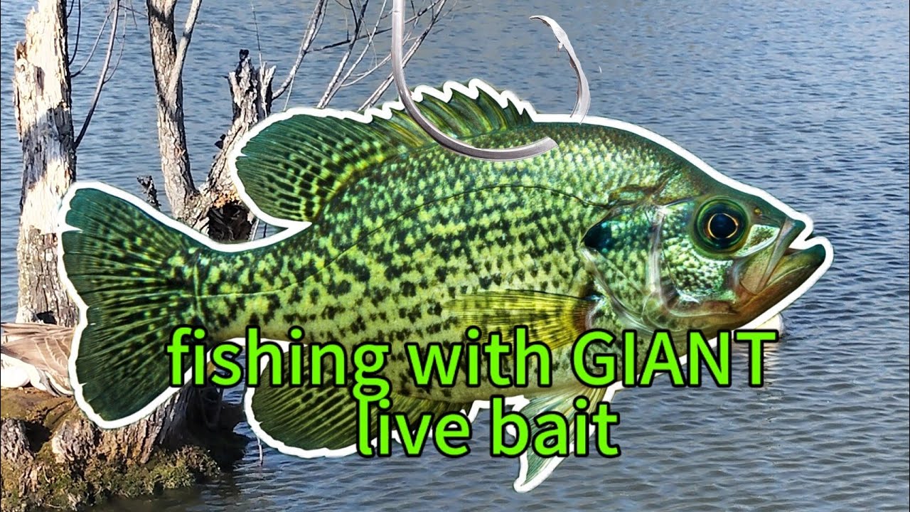 fishing fishing for MONSTER BASS with the GIANT live bait