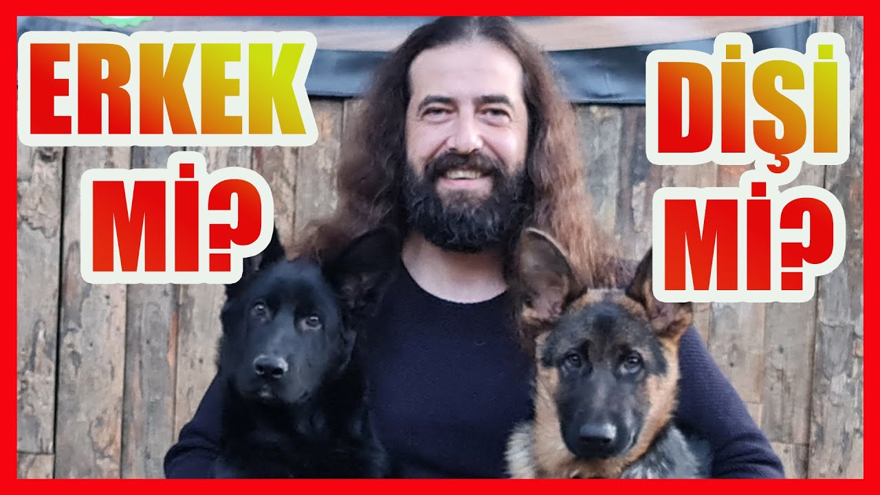 ERKEK KÖPEK Mİ - DİŞİ KÖPEK Mİ ALMALIYIM