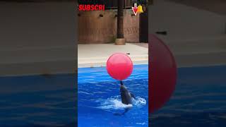 Omg Dolphin Tricks, Cute And Funny Animal Moments, Funny Videos, Funny Animal Videos, Funny