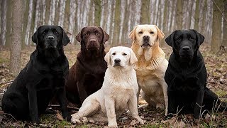 5 САМЫХ ДОБРЫХ ПОРОД СОБАК (Часть 2) 5 САМЫХ ДОБРЫХ ПОРОД СОБАК (Часть 2)