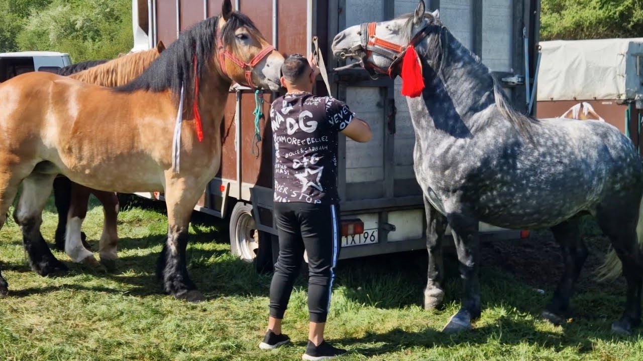 TÂRGUL DE ANIMALE DE LA PUI, JUDEȚUL HUNEDOARA, UNUL DIN CELE MAI MARI TÂRGURI DE PRIMAVARĂ DIN ȚARĂ